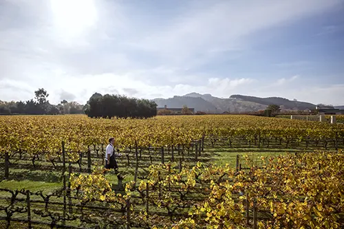Napier New Zealand car rental Napier New Zealand car rental